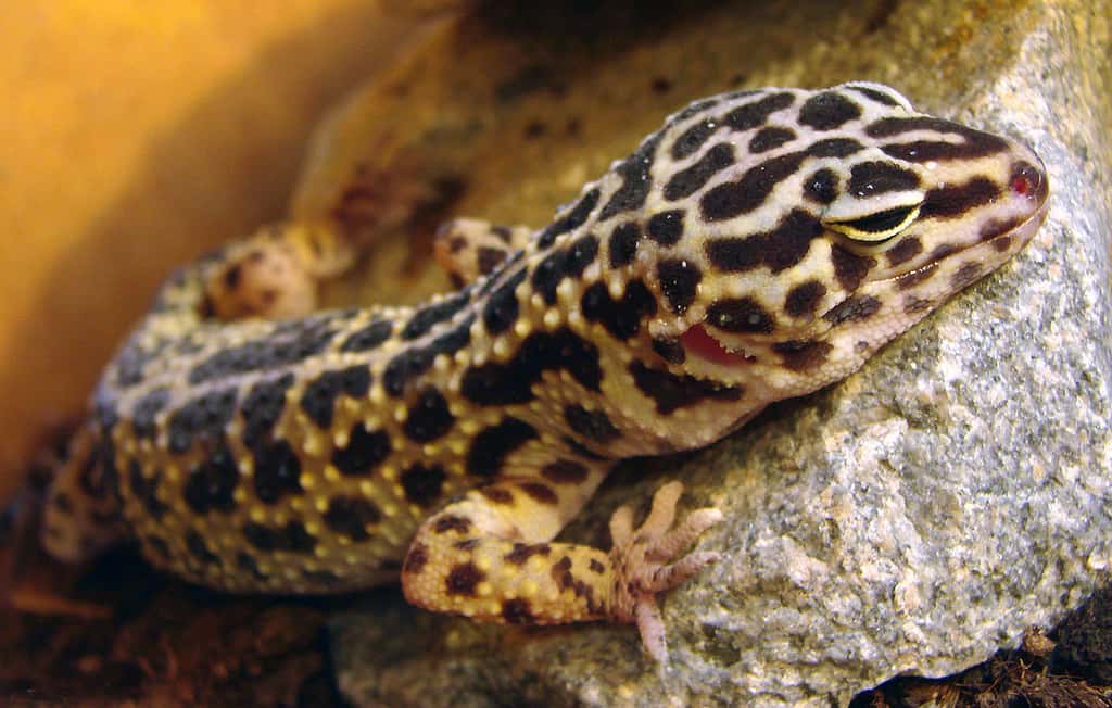 Le gecko léopard (<em>Eublepharis macularius</em>) fait partie des animaux dérobés. © Vassil, Wikipedia 