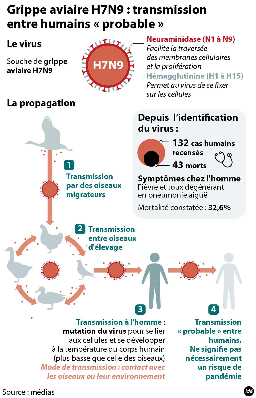 Une nouvelle étude rend compte d'une transmission probable du virus H7N9 entre deux humains. Le virus serait tout d'abord transmis par des volailles d'élevage à l'Homme, puis pourrait contaminer directement d'autres personnes. Cependant, ce mode d’infection ne semble pas fréquent, puisqu'un seul cas a été mis en évidence jusqu'ici. © Idé