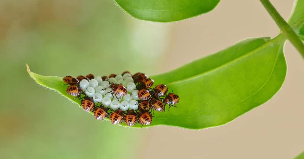 Les larves de punaise diabolique causent des ravages aux arbres fruitiers, vignes et cultures de maïs. © Sandrine Rouja, Flickr
