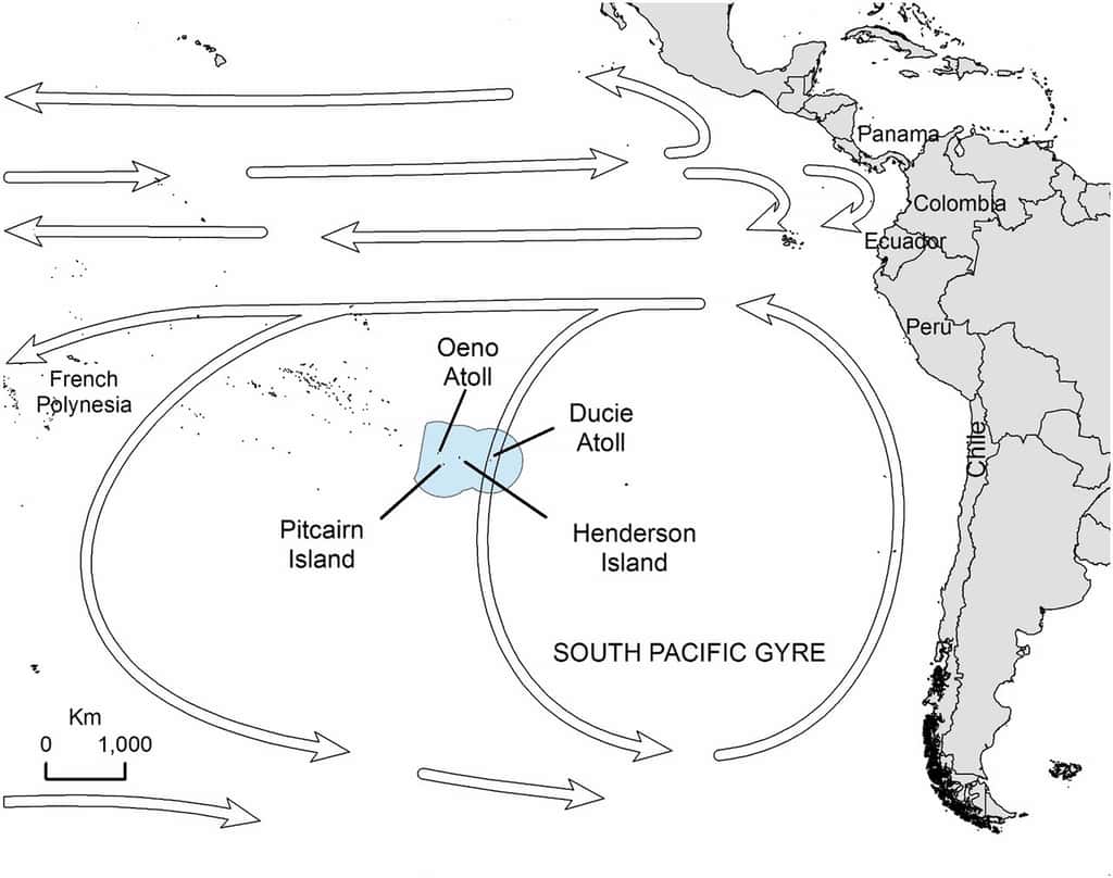 Les îles Pitcairn sont situées sur un vaste courant circulaire, la gyre du Pacifique sud, et se trouvent sur le chemin de tout ce qui, à force de flotter, finit par s'accumuler dans ce grand piège naturel. © J. Lavers <em>et al.</em>, <em>Pnas</em>