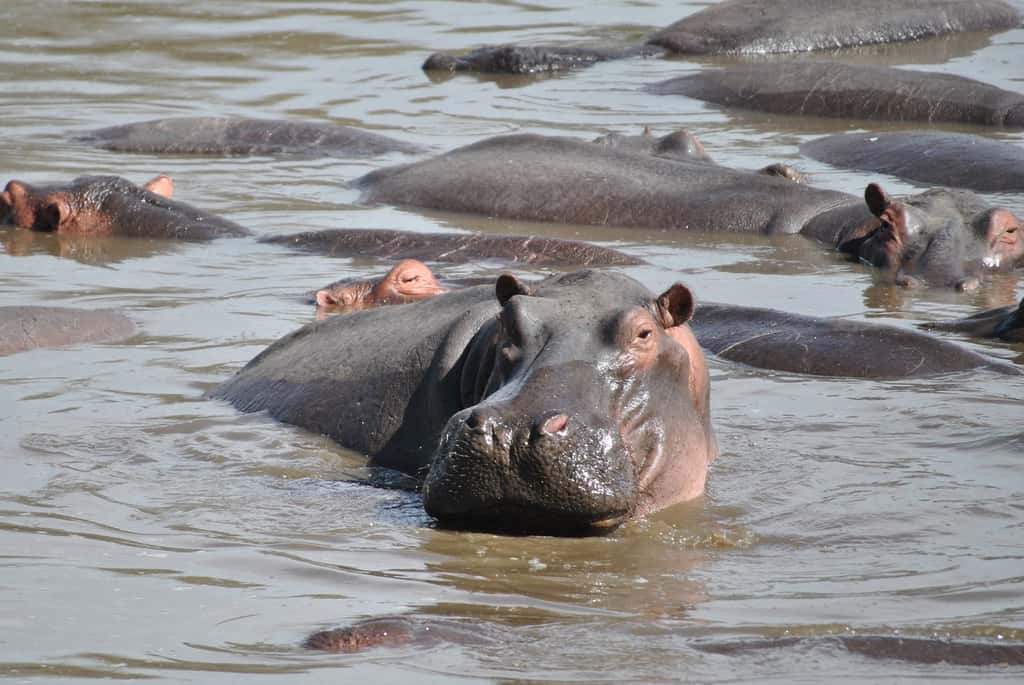 Lorsque les hippopotames sont trop concentrés dans des bassins, leurs déjections entraînent une hypoxie de la rivière et étouffent les poissons. © nike159, Pixabay, DP