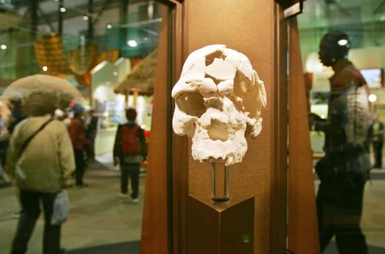 Réplique d'un crâne d'<em>Homo sapiens idaltu</em> datant d'environ 160.000 ans et découvert en Éthiopie ; elle est exposée à Nagakute, au Japon (photo prise le 22 avril 2005). © Kazuhiro Nogi, AFP