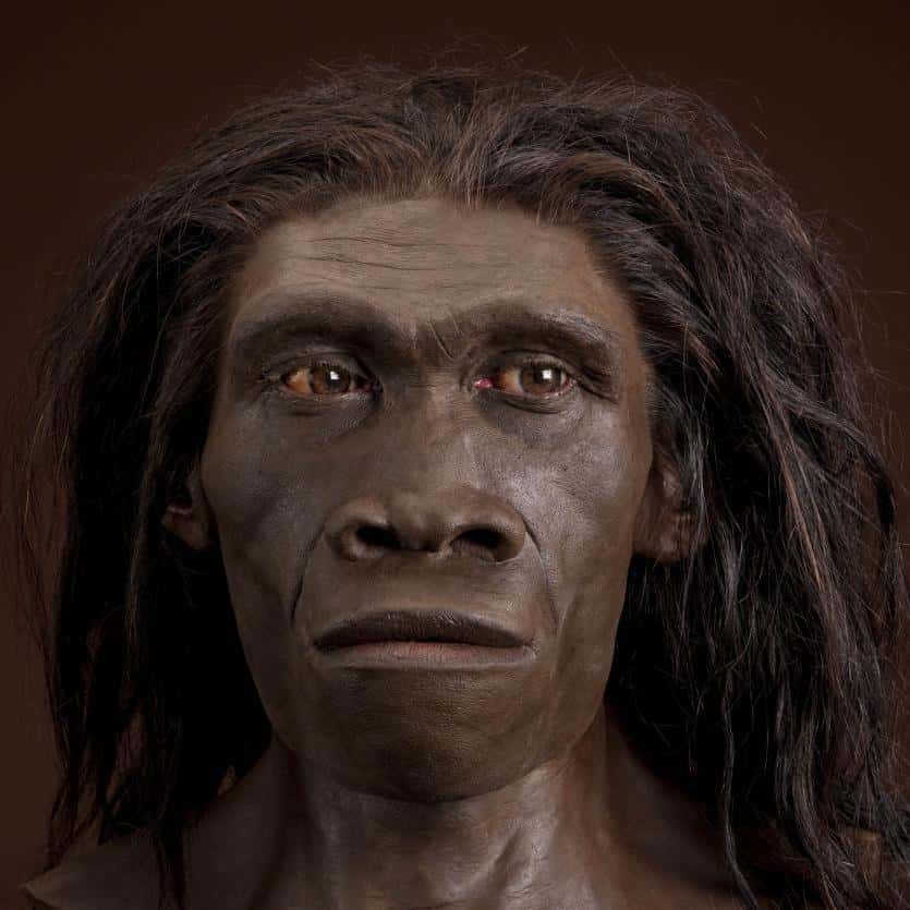 Une reconstitution de la tête d'<em>Homo erectus</em>, présentée au Muséum d'histoire naturelle de Washington. © John Gurche
