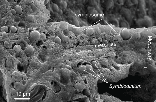 Les algues cellulaires du genre <em>Symbiodinium</em> vivent une relation mutuellement bénéfique dans les tissus (mésentère) d'organismes coralliens, ici, ceux d'un cnidaire : les symbiotes produisent des sucres nutritifs et le corail leur procure un abri et des nutriments essentiels à leur croissance. © Allison M. Lewis, Wikimedia Commons, CC by-sa 4.0 