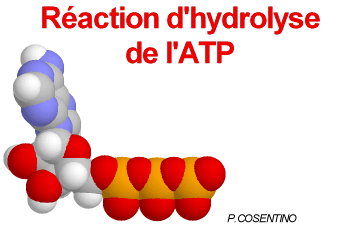 L’hydrolyse de l’ATP libère de l’énergie et de la chaleur. © Philippe Cosentino