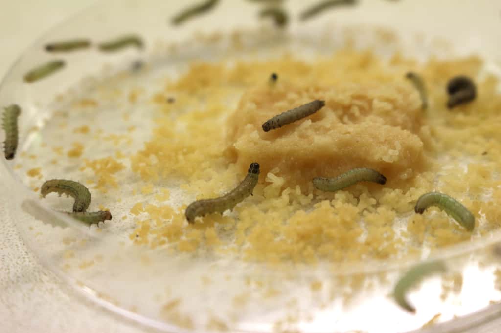 Les chenilles vertes ont été correctement infectées, mais les marrons sont exemptes de parasitoïdes. © Eléonore Solé