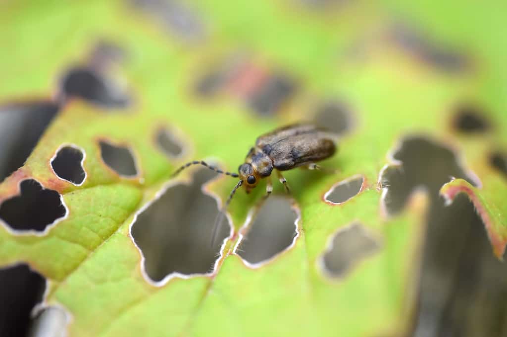 Les insectes pourraient causer une chute de 10 % à 25 % des récoltes pour chaque degré supplémentaire. © Martina, Fotolia