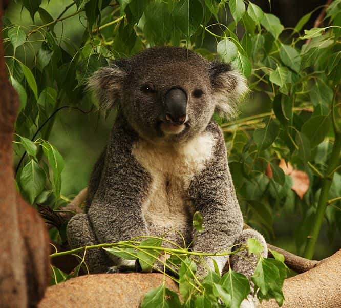 Portrait de koala. © Thomas, Wikipédia, cc by 2.0