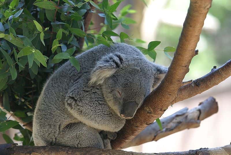 Koala qui sommeille. © Cburnett, Wikipédia, GNU 1.2