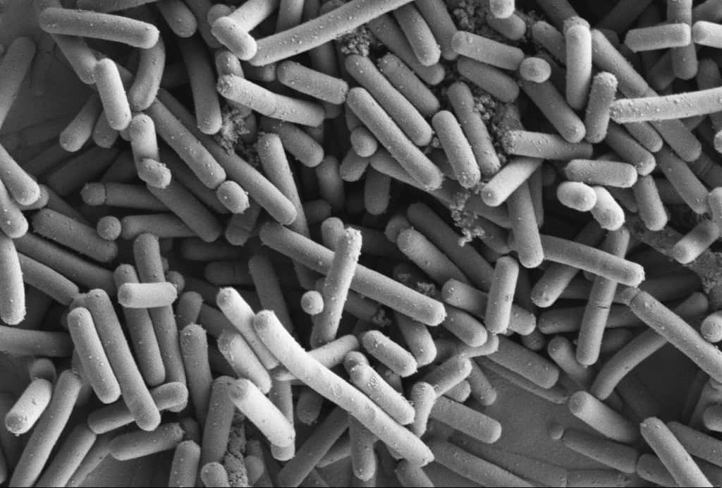 Image de microscopie électronique à balayage de <em>Lactobacillus johnsonii</em>. Cette espèce bactérienne limite le risque de développement d’un lymphome chez la souris. Le mécanisme de cette protection est encore inconnu. © Kathryn Cross, IFR, DP