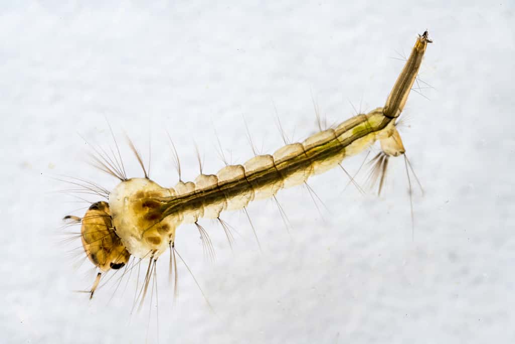 Les larves de moustique accumulent les microparticules de plastique dans leur abdomen. <em>© </em>Chrispo, Fotolia