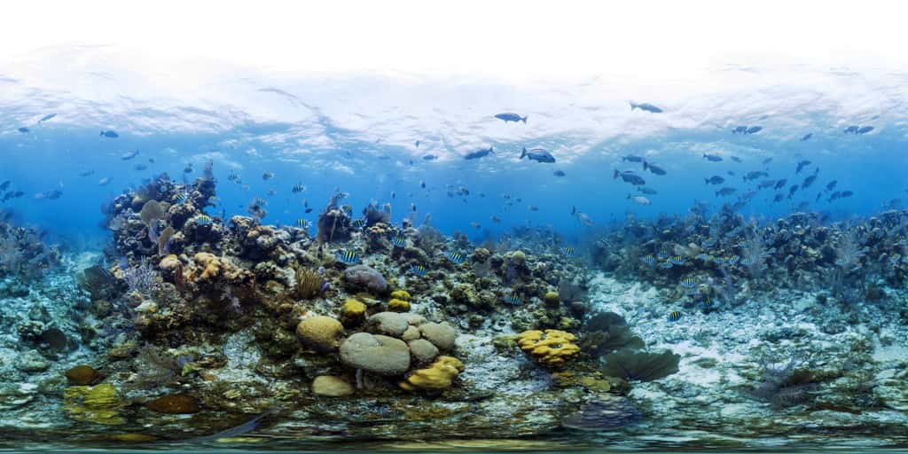 Le récif corallien de Lighthouse Reef qui apparaît sur cette image est en pleine santé. On peut le voir notamment parce qu'il abrite de nombreux poissons. © <em>Catlin Seaview Survey</em>
