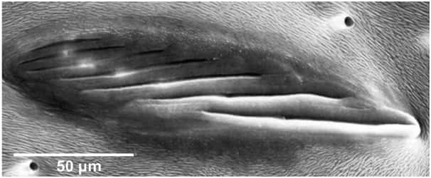 L'organe lyriforme des araignées, ici observé au microscope électronique. Ces fentes détectent l'infime déformation de la cuticule provoquée par les vibrations de la toile, elles parsèment le corps de l'araignée mais sont regroupées comme sur cette image principalement au niveau des articulations des pattes. © F.G. Barth, 2004