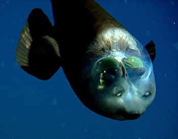 Vu de près, bien vivant, <em>Macropinna microstoma</em> exhibe son crâne transparent qui laisse voir ses deux yeux – les demi-sphères vertes. Les protubérances au-dessus de la bouche sont des organes olfactifs. Il est vu en position inclinée, exceptionnelle car ce poisson se tient en général à l'horizontale. Ses yeux ont tourné et il continue à regarder vers le haut. © MBari