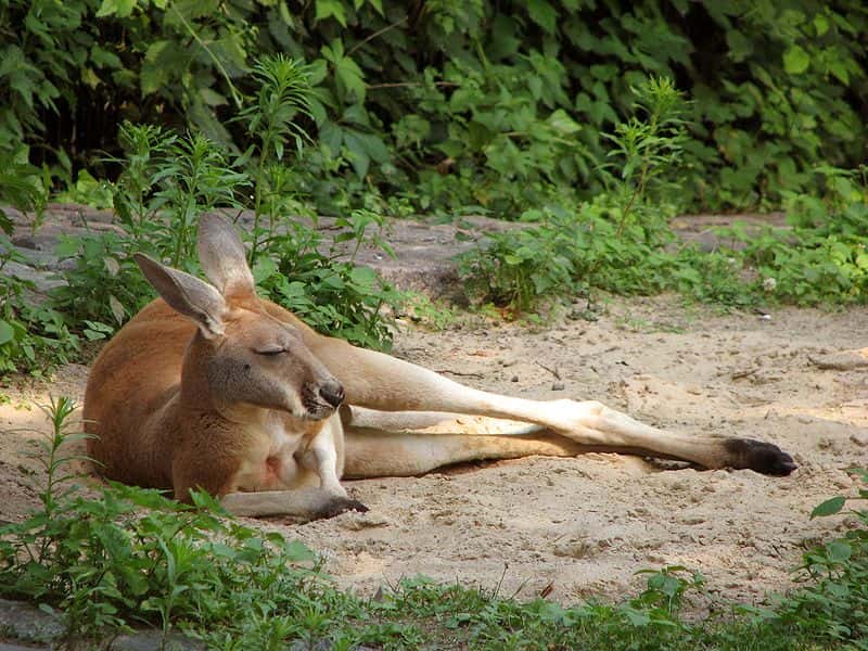 Kangourou roux au repos. © Adamantios, Wikipédia, GNU 1.2