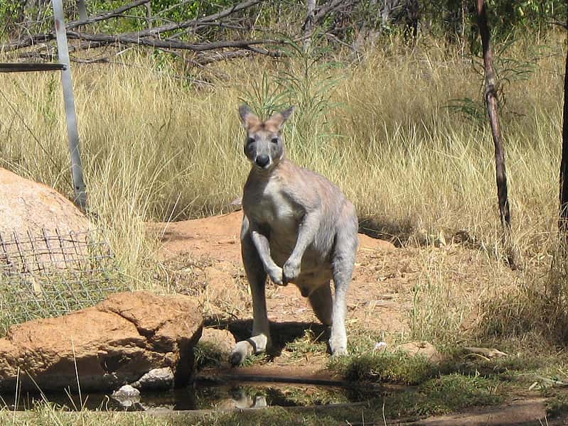 Kangourou antilope. © Greg Schechter, Wikipédia, cc by 2.0