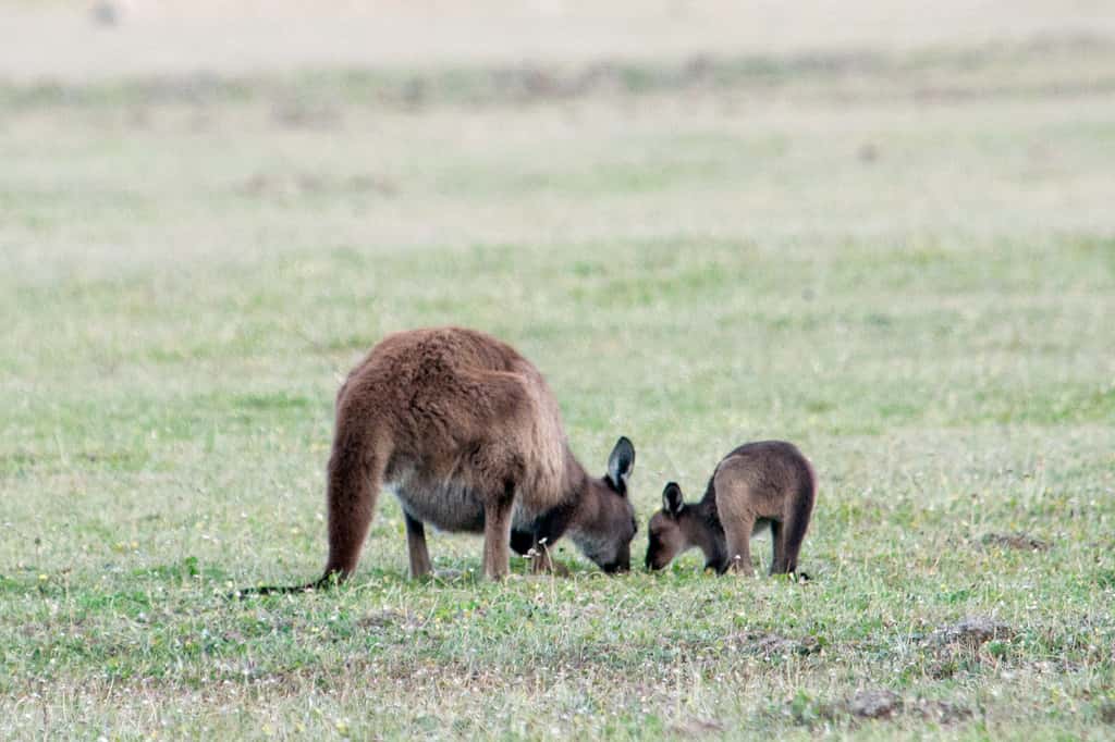 Kangourou gris femelle et son petit. © Paul and Jill, Flickr, cc by 2.0
