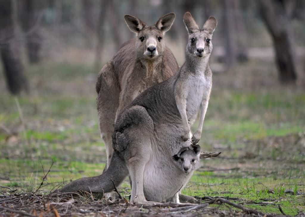 Kangourous géants avec un jeune dans la poche marsupiale de sa mère. © birdsaspoetry, Flickr, cc by nc sa 2.0 