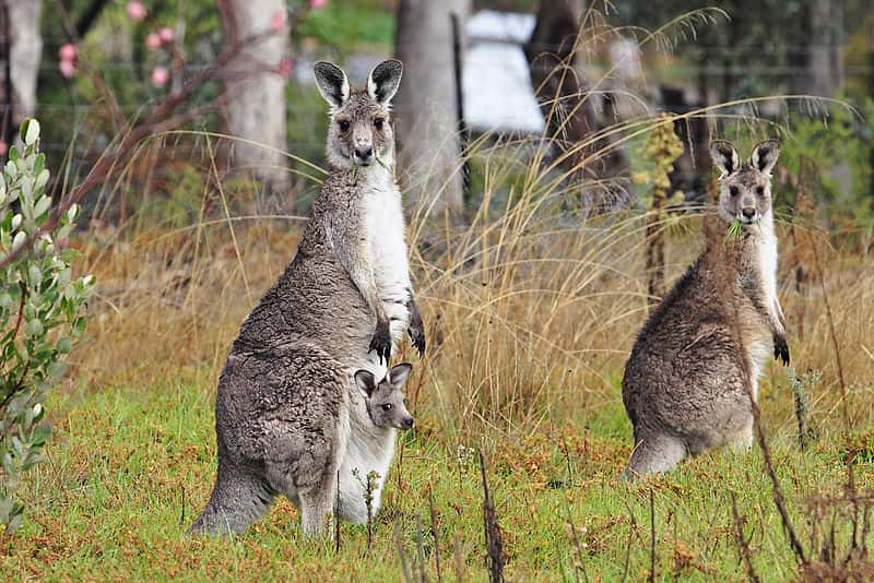 Kangourous géants et un jeune dans la poche marsupiale de sa mère. © fir0002/flagstaffotos, Wikipédia, GNU 1.2