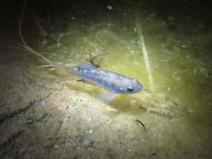 Généralement plus grands que les femelles, les poissons mâles Cyprinodon macularius sont d'un bleu vif tandis que les femelles et les juvéniles sont argentés ou beiges. © Andrew Brocher, Wikimedia Commons, CC by-sa 3.0