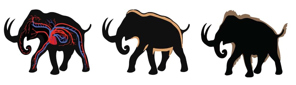 Les trois adaptations au froid venues du mammouth laineux dont les chercheurs veulent doter un éléphant d’Asie (représenté par la silhouette noire) : un transport d’oxygène plus efficace, une couche adipeuse épaisse et une fourrure de longs poils. © <em>Woolly Mammoth Revival</em>