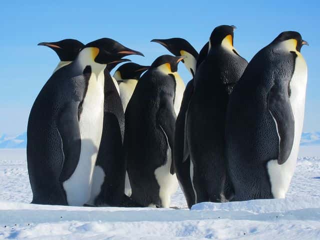 Des manchots empereurs en Antarctique, excellemment adaptés au froid, par leur physiologie mais aussi par leur comportement. © Sandwichgirl, Flickr, cc by-nc-nd 2.0