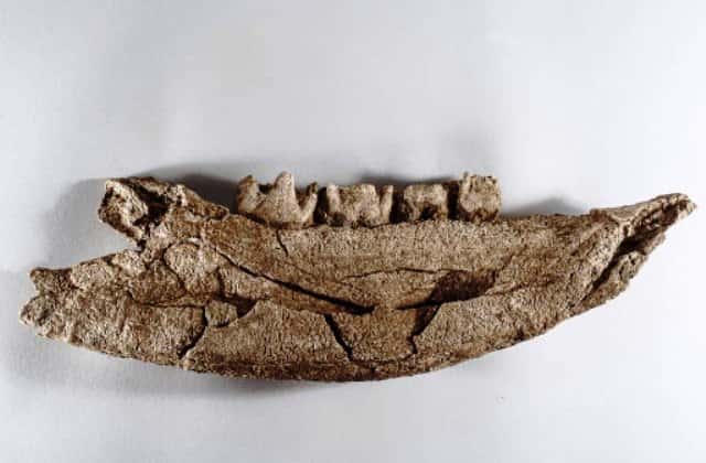 Une mandibule de rhinocéros laineux, peut-être le reste d’un tableau de chasse des néandertaliens ayant vécu sur le site de Quincieux. © Henri Granjean, collectif item, Inrap