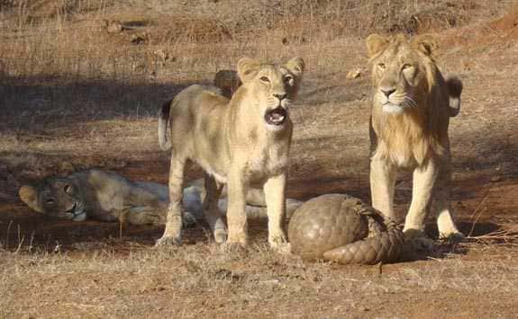 Pangolin indien roulé en boule pour se défendre contre des lions. © Sandip kumar, Wikipédia, cc by sa 3.0