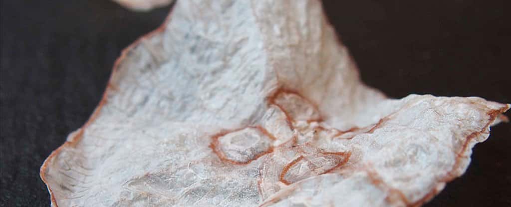 Une méduse <em>Aurelia aurita</em> desséchée dans l'alcool devient aussi fine qu'une feuille de papier. © Thorborg Pedersen <em>et al.</em>