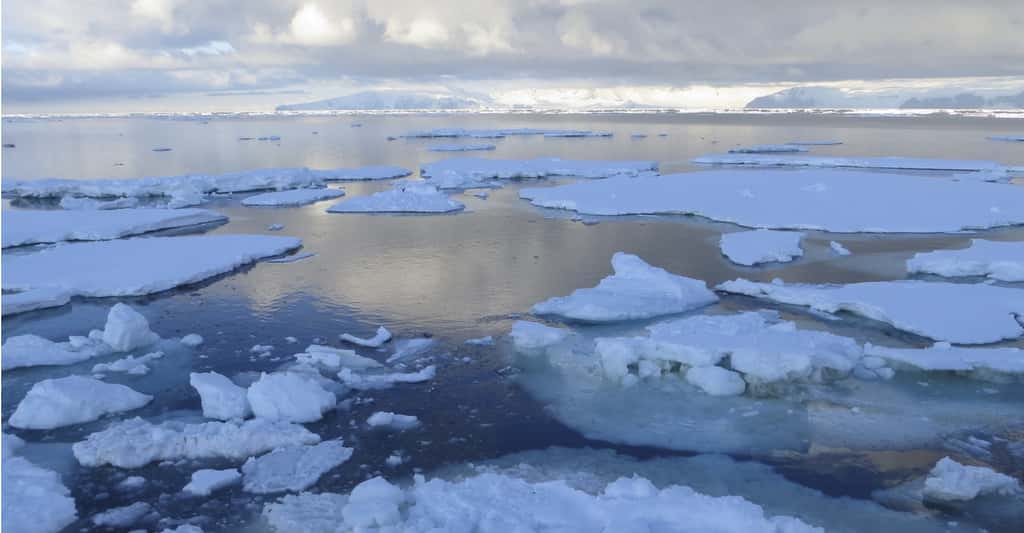 La mer de Ross est partiellement recouverte d’une plateforme de glace (d’eau douce) provenant des glaciers continentaux s’écoulant doucement vers l’océan. Plus loin de la côte, ce couvercle se brise en icebergs. Dans ces eaux froides, les sels minéraux sont nombreux et, en été, le phytoplancton foisonne, ce dont profite toute la chaîne alimentaire. © Dale Lorna Jacobsen, Shutterstock