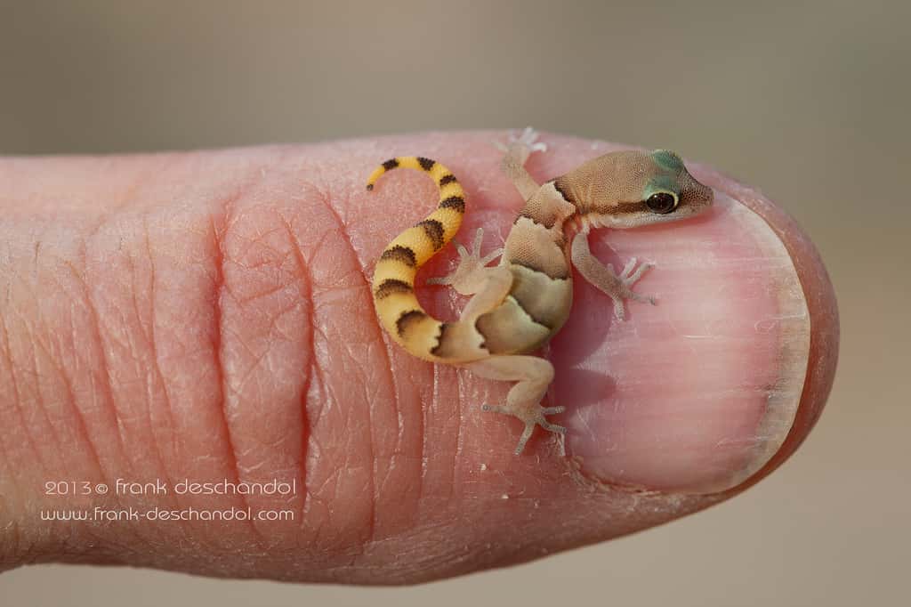 Le <em>Microgecko latifi</em> est un petit lézard, pouvant mesurer jusqu'à sept centimètres de long. Il se trouve principalement en Iran. © Frank Deschandol