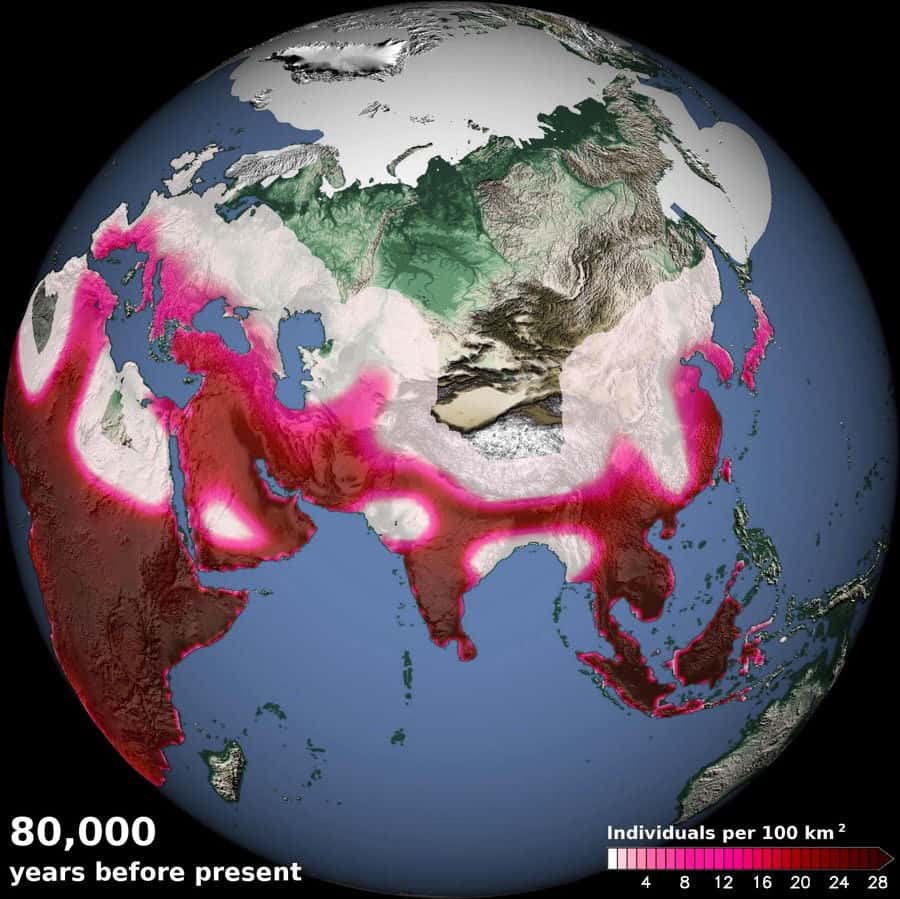 La densité des populations humaines, indiquée par la couleur (en individus par 100 km<sup>2</sup>) il y a 80.000 ans, d'après un modèle de migration qui tient compte du climat. Il montre le voyage d'<em>Homo sapiens</em> depuis l'Afrique, en passant par la péninsule arabique et en longeant les côtes jusqu'à l'Asie du sud-est et l'Australie. © Tobias Friedrich