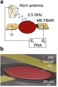 Schéma (a) et vue au microscope électronique à balayage (b) de l'antenne sensible aux ondes de 2,5 GHz. Le dispositif est qualifié de ME FBAR pour « magnétoélectrique » et « <em>thin-film bulk acoustic wave resonator</em> ». Gravé sur une puce aux contacts d'or (Au), il est composé de nitrure d'aluminium (AlN) et d'un alliage de fer, de gallium et de bore (FeGaB). Une antenne en cornet (<em>Horn antenna</em>) émet le signal et la réponse de l'antenne est analysée par un appareil de mesure (<em>PNA</em>). La barre d'échelle correspond à 20 microns (20 millièmes de millimètre). © Tianxiang Nan <em>et al.</em>, <em>Nature</em>