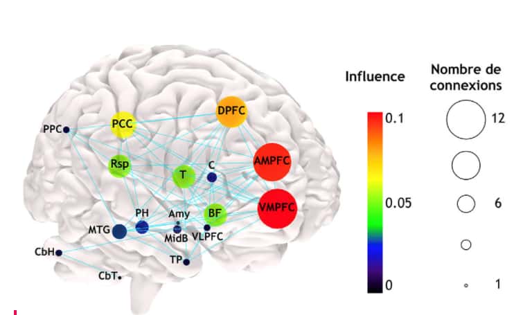 Modèle anatomique et fonctionnel du réseau du « mode par défaut » (2019). Chaque gommette, par sa taille et sa couleur, indique l’importance de cette région dans le réseau en mode par défaut. VMPFC : cortex préfrontal ventromédian ; AMPFC : cortex préfrontal antérieur médian ; DPFC : cortex préfrontal dorsal ; PCC : cortex cingulaire postérieur ; PPC : cortex pariétal postérieur ; C : noyau caudé ; Rsp : cortex rétrospénial ; T : thalamus ; BF : cerveau antérieur basal ; VLPFC : cortex préfrontal ventro-médian ; Amy : amygdale ; MidB : mésencéphale ; PH : région parahippocampique ; MTG : gyrus temporal ; TP : pôle temporal ; CbH : hémisphère cérébelleux (cervelet) ; CbT : tonsil cérébelleux. © Modèle cérébral de Schotten, CC by-sa 4.0
