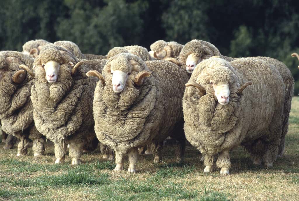 Un mouton mérinos produit chaque année l’équivalent de 9.000 km de fibre. © 169169, Fotolia
