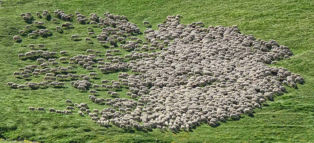 La Nouvelle-Zélande compte six fois plus de moutons que d’habitants. © Marco Bianchetti, Unsplash