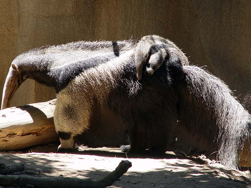Femelle tamanoir et son jeune. Ce dernier ne descend du dos de sa mère que pour se nourrir. © Howard Cheng, Wikipédia, GNU 1.2