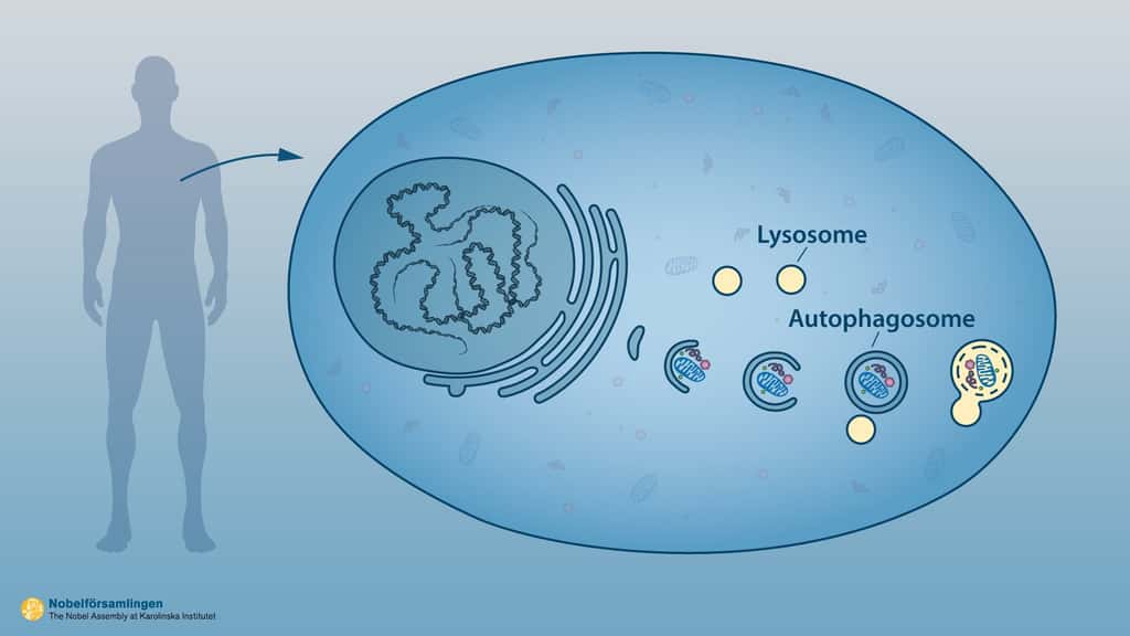 Schéma d'un épisode de macroautophagie. Un autophagosome se forme (suite de dessins, de gauche à droite), entouré d'une double membrane, englobant du matériel présent dans le cytoplasme. Ce globule se ferme puis fusionne avec un lysosome, dont les enzymes vont aider à la destruction du contenu. © Assemblée Nobel