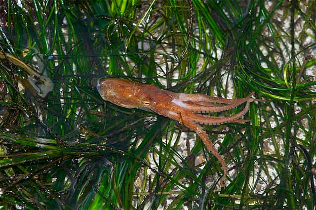 Durant sa courte vie (18 mois), <em>Octopus bimaculoides</em> se nourrit principalement de palourdes, de moules, d'écrevisses, de petits crabes et d'escargots. Sa fin de vie est annoncée par la ponte des femelles et par la sénilité des mâles. © Jerry Kirkhart, Wikimedia Commons, CC by-sa 2.0