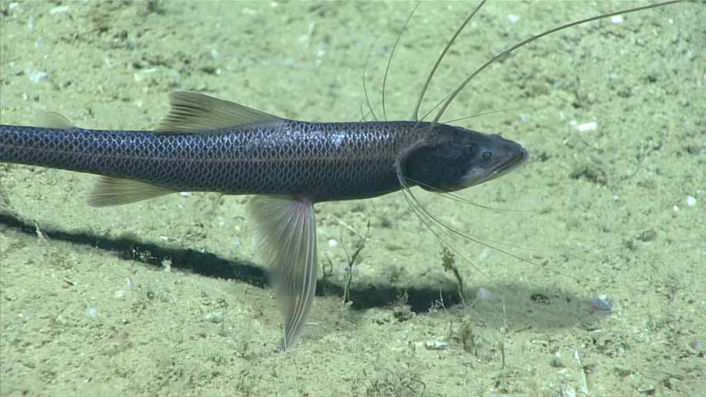 Un poisson benthique cherche sa nourriture sur le sol. © <em>NOAA Office of Ocean Exploration and Research, Gulf of Mexico 2017</em>