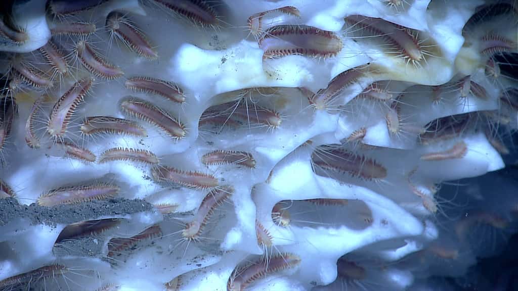 Une faune étonnante : des polychètes (des annélides, comme nos vers de terre, donc), qui prospèrent sur des blocs de glace riches en méthane, des clathrates. ©<em>NOAA Office of Ocean Exploration and Research, Gulf of Mexico 2017</em>