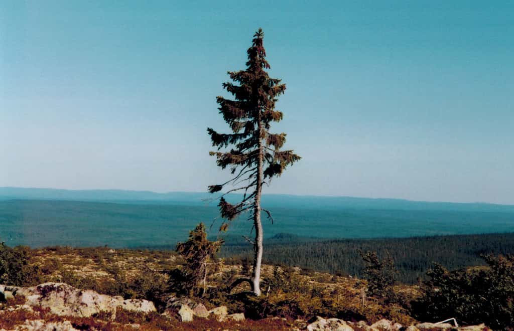 Le Vieux Tjikko est le plus vieil arbre clonal du monde. © Karl Brodowsky, Wikipedia