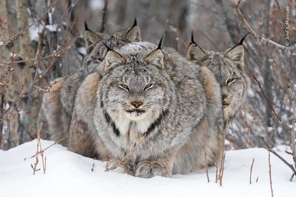 « <em>On Watch</em> ». © John E. Marriott