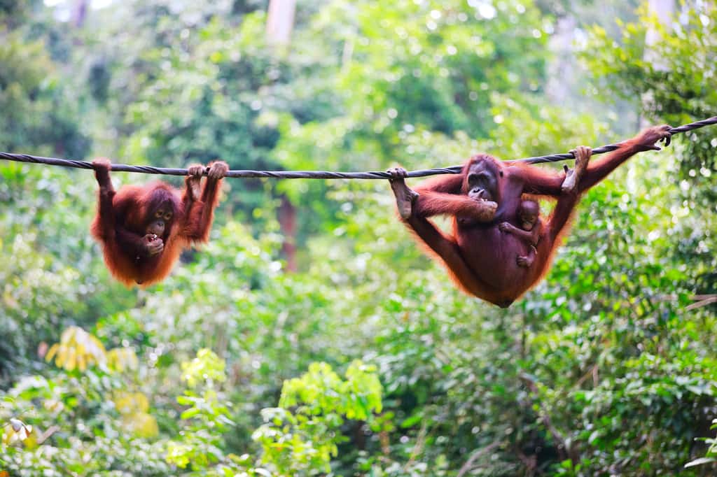 Des orang-outans à Sabah, sur l'île de Bornéo. Ces grands primates sont, comme nous, des animaux sociaux aux interactions interindividuelles complexes. © shalamov, Istock.com