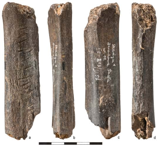 Les os retrouvés dans une grotte polonaise en 1953 ont fait l’objet d’une minutieuse analyse, portée sur les gravures observables sur cette photo. © Płonka et <em>al., Journal of Archaeological Science</em>