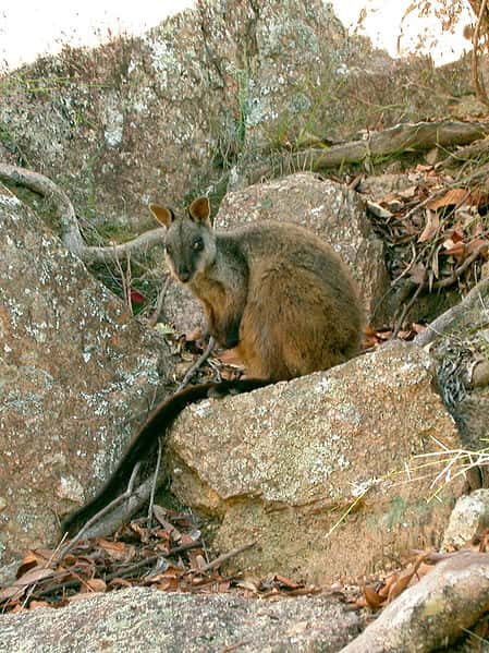 Wallaby des rochers à queue en pinceau. © Glen Fergus, Wikipédia, cc by sa 2.5
