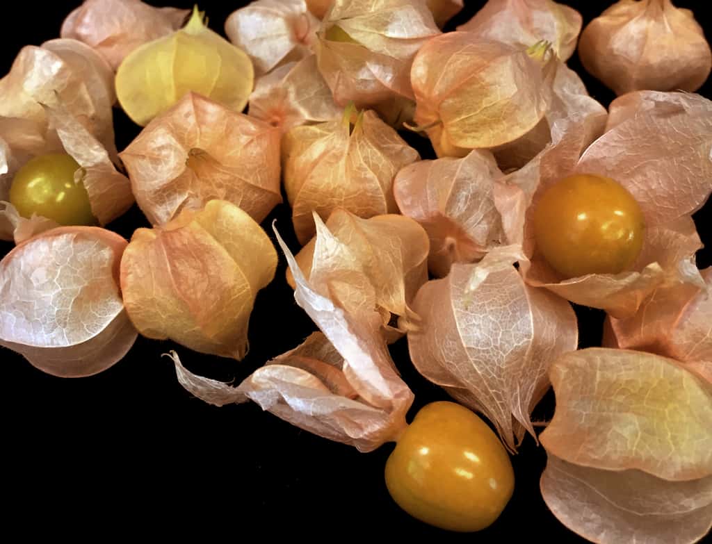 La physalis, un nouveau fruit bientôt dans nos assiettes ? © <em>Cold Spring Harbor Laboratory</em>