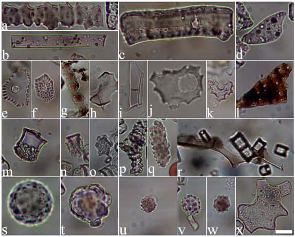 Photographies au microscope optique de phytolites de plantes herbacées et ligneuses recueillis dans les sédiments du lac Malawi. L'échelle indiquée par la barre blanche vaut 10 micromètres. © Yost <em>et al.</em>, 2018, <em>Journal of Human Evolution</em>