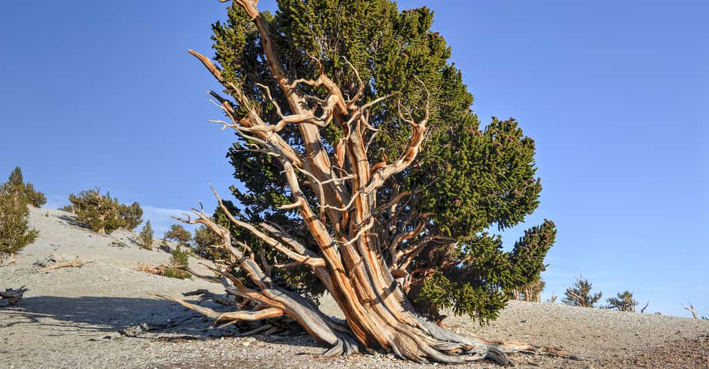Un pin de Bristlecone (Pinus longaeva) dans les montagnes blanches en Californie. Le plus vieux spécimen connu avait 5.062 ans en 2013. © Felix Lipov, Shutterstock