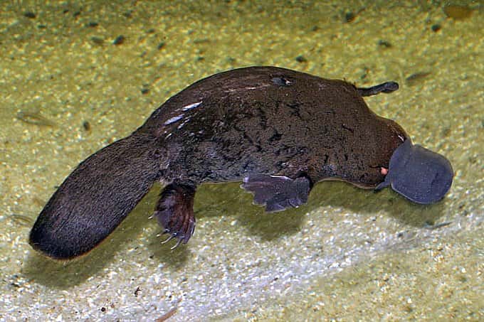 Ornithorynque à l&#039;aquarium de Sydney. © Stefan Kraft, Wikipédia, GNU 1.2